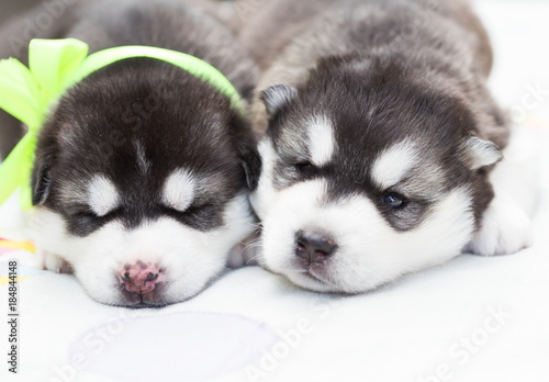 Animals. Two puppy Husky newborn  close up