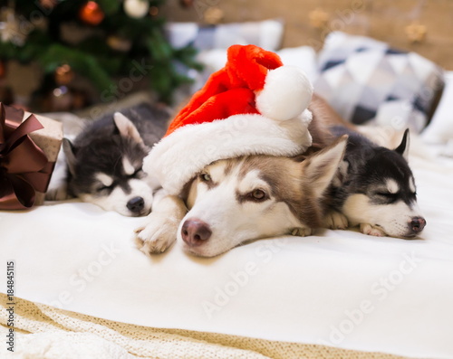 Animals. Three dogs Husky  gift box  Christmas tree  Santa Claus hat