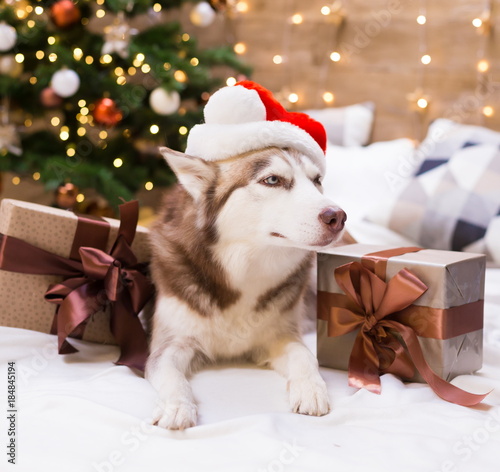 Animals. Dog Husky, gift box, Christmas tree, close up