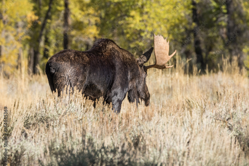 Bull Shiras Moose During the Fall rut in Wyoming Bull Shiras Moose During the Fall rut in Wyoming
