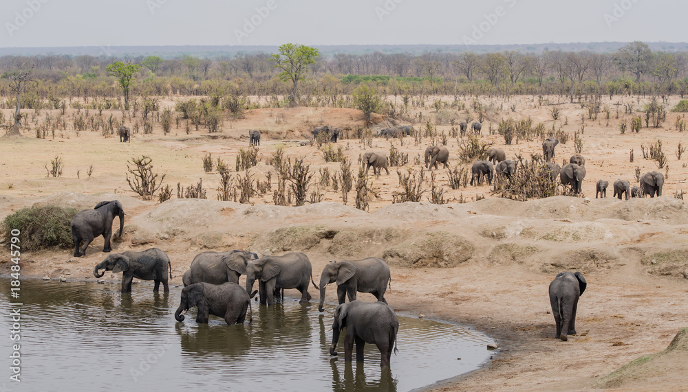 Elephants in the savanna of in Zimbabwe, South Africa Elephants in the savanna of in Zimbabwe, South Africa