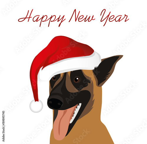 A dog in a New Year in Santa Claus hat. Belgian Shepherd  Malinois