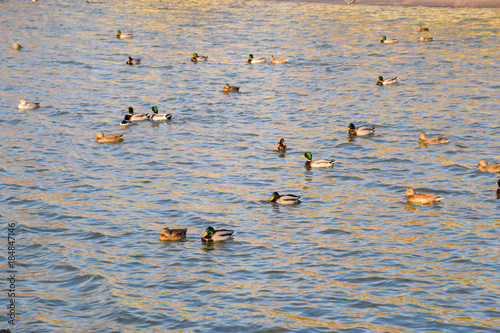 Ducks swimming in the pond. Wild mallard duck. Drakes and female