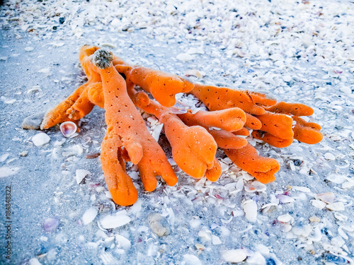 Orange Tree Sponge