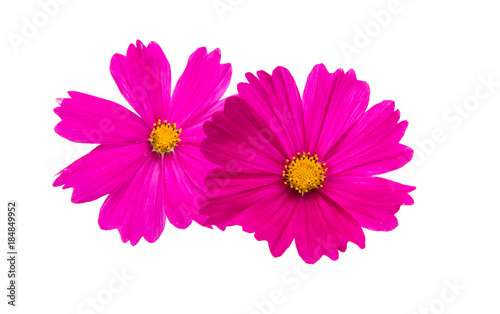 a flower of a cosmea isolated