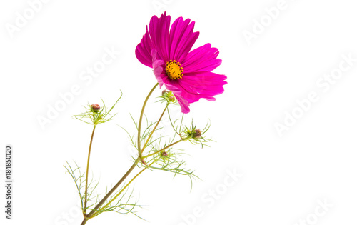 a flower of a cosmea isolated