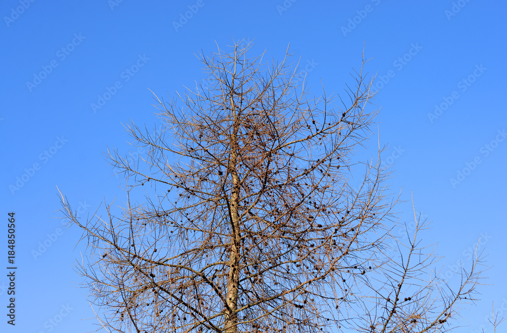 Fir tree without leaves. Fir tree without leaves.
