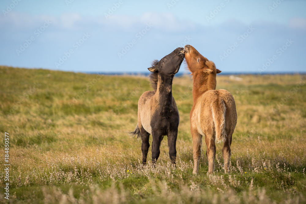 Naklejka premium spielende Hengstohlen