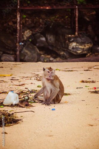 Small monkey trying to find some food in plastic carbage © Vladyslav
