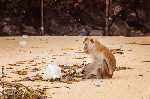 Small monkey trying to find some food in plastic carbage photo