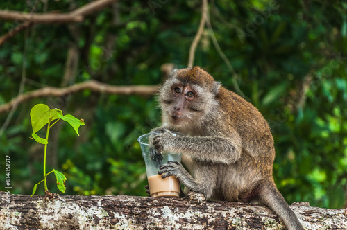 Small monkey drinking coffee from the plastic cup stolen from tourists photo