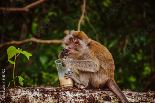 Small monkey drinking coffee from the plastic cup stolen from tourists photo