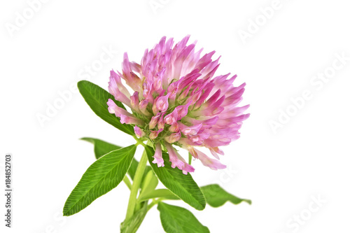 Clover or trefoil flower isolated on a white background   medicinal herbs