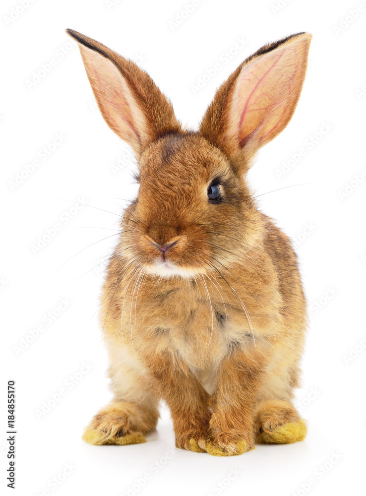 Obraz premium Brown rabbit on white.