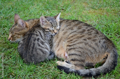 Uyuyan Güzeller - Anne Kedi ve Yavrusu photo