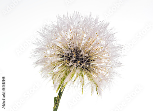 Beautiful and amazing focus stacked macro closeup of a dandelion on a white background, with many rain water dew drops on the petals and seeds