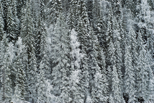 background: a wall of winter forest on a mountainside with snow-covered branches