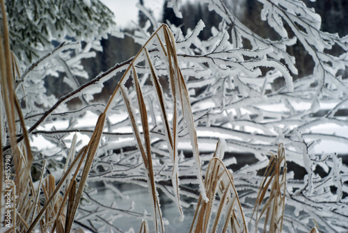 covered with frost stems of winter dry sedge against the background of icy branches of coastal bushes on the river bank photo