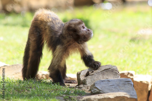 A baby monkey watching in the air.