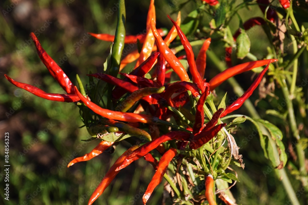 家庭菜園 赤唐辛子の栽培stock Photo Adobe Stock