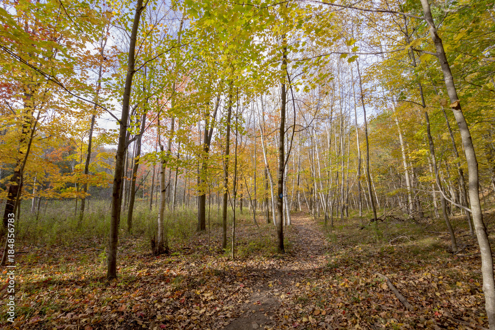 Fototapeta premium Fall birch trees