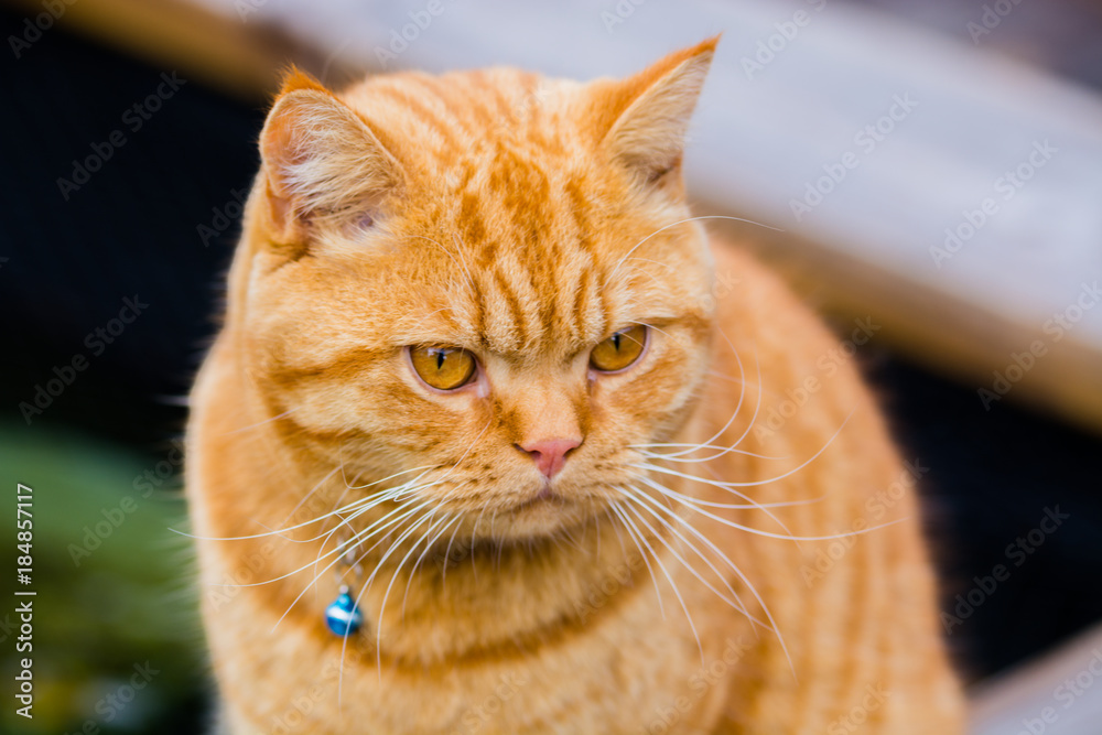 Cat Ginger British Shorthair Stock Photo | Adobe Stock