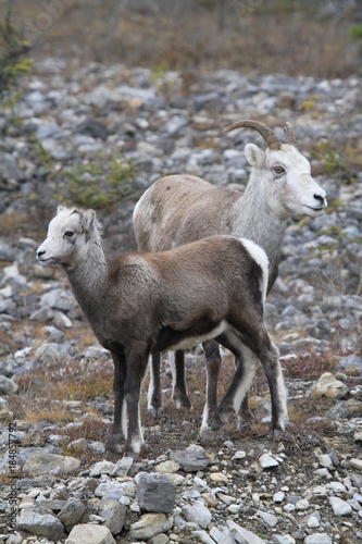 Wild Bighorn sheeps in Northern Territories, Canada