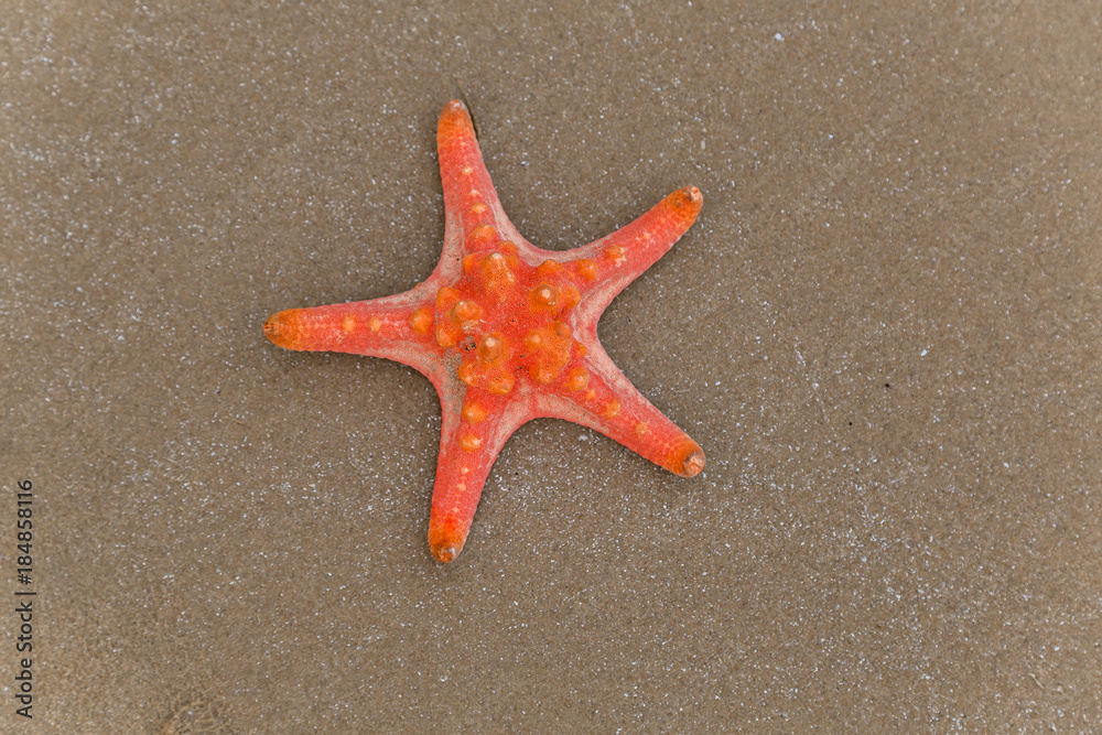 Shell Sea Star - Summer background Shell Sea Star - Summer background