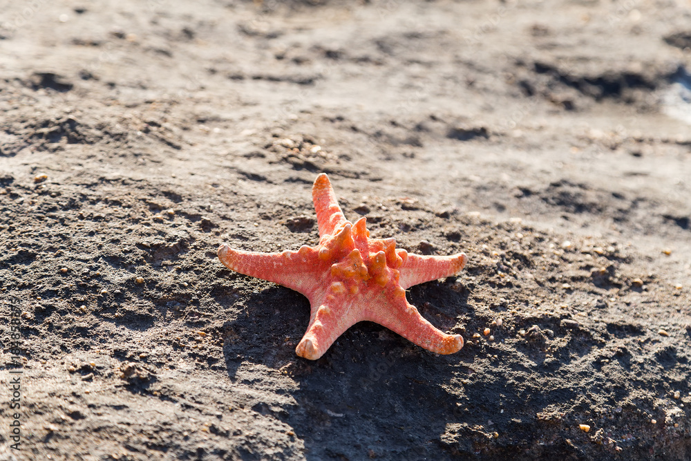 red starfish on sea tropical sand beach at sunset - summer vacation red starfish on sea tropical sand beach at sunset - summer vacation