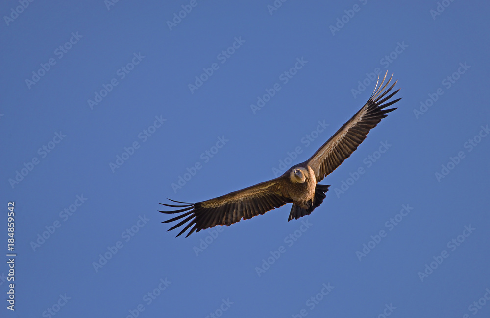 Obraz premium grifone