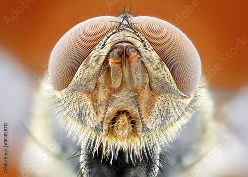 Extreme sharp and detailed study of Fly head stacked taken with microscope objective
