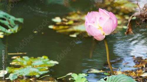                                           BALI Sarawasuti temple  Lotus flower