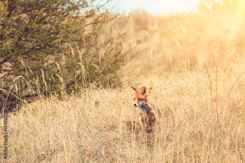 Wild red fox near HIrtshals © rphfoto