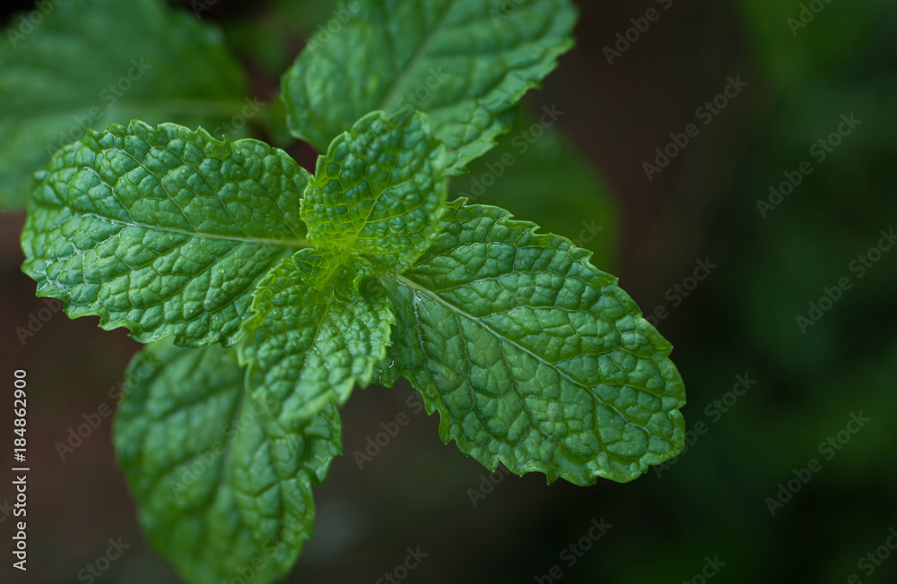 Close up Peppermint planted in pots Close up Peppermint planted in pots