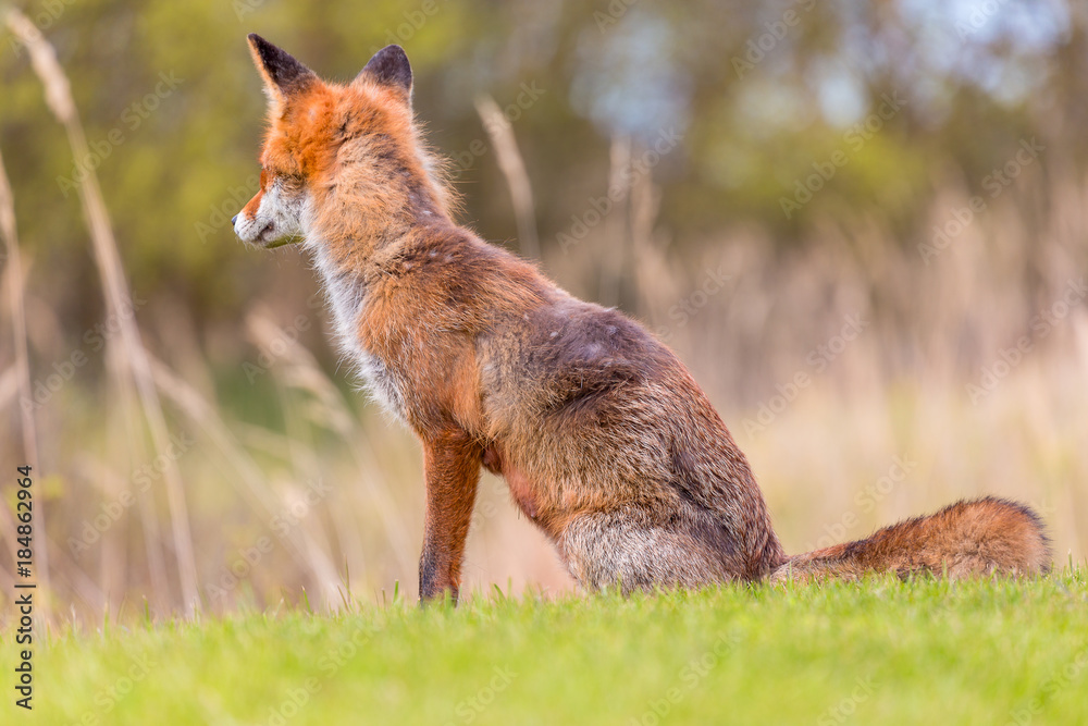 Wild red fox near HIrtshals