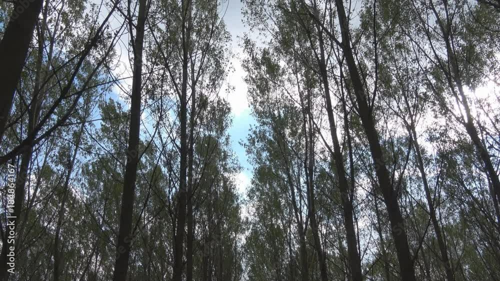 Forest wood trees with branches Forest wood trees with branches