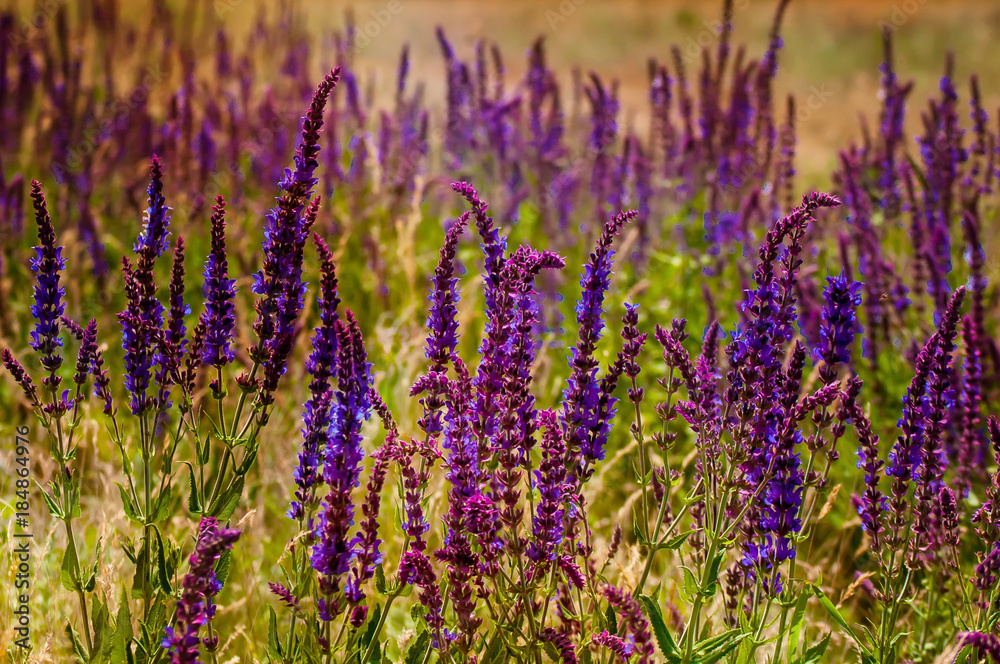 the purple plants in the fields the purple plants in the fields
