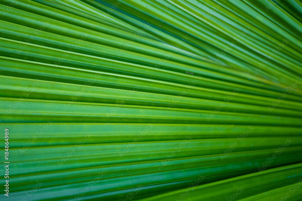 Closeup macro of green leaf texture. nature background. Closeup macro of green leaf texture. nature background.