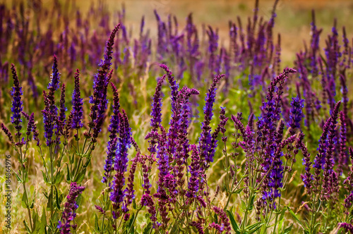 the purple plants in the fields