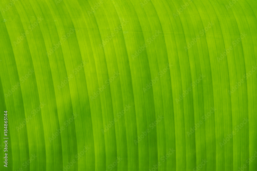 Closeup macro of green leaf texture. nature background. Closeup macro of green leaf texture. nature background.