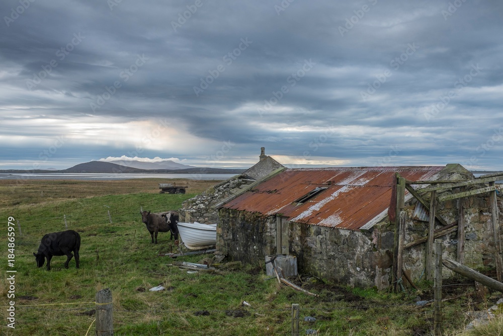 Rural Landscape with Shed and Cattle on North Uist