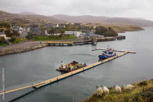 Port of Tarbert with Sheep on the Isle of Harris photo