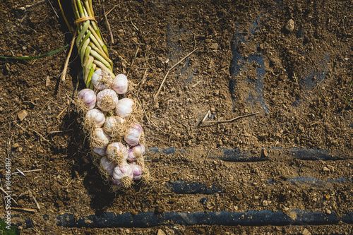 Freshly Picked Braided Garlic Bulb on Soil and Dirt photo