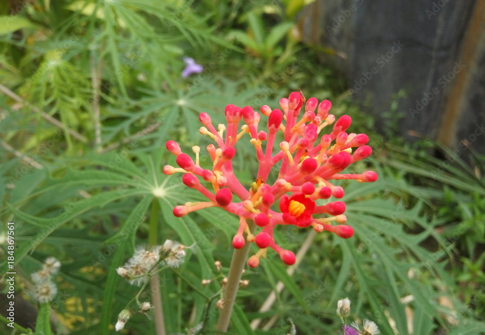 red flower betadin