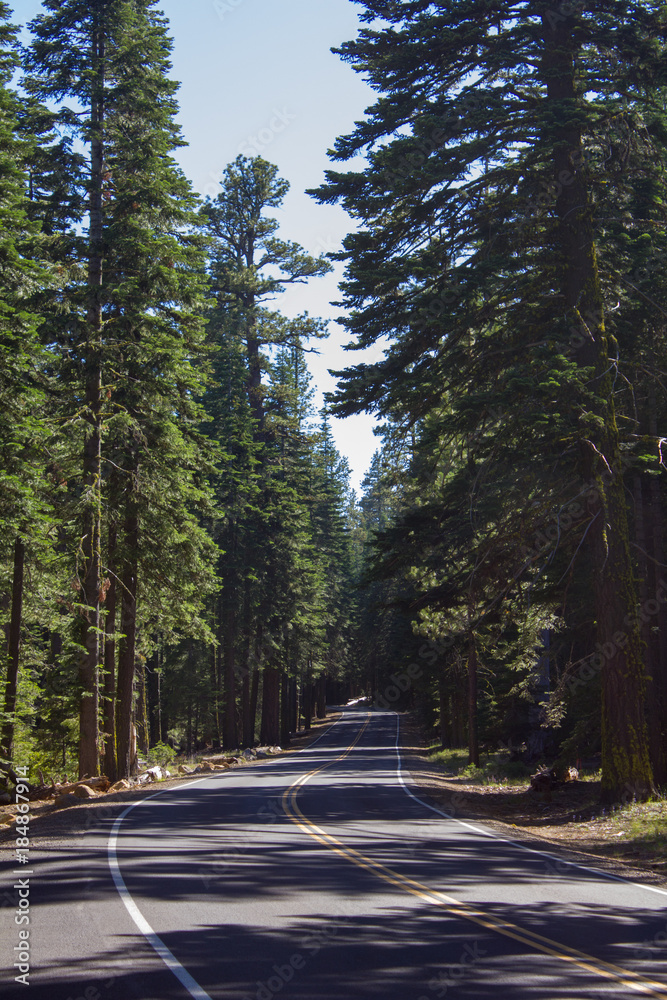 Fototapeta premium Carretera desierta bosque