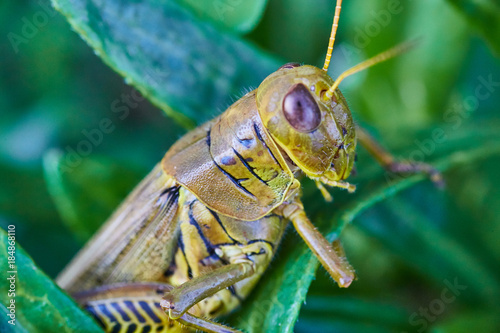 Grasshopper Macro Green © Nicholas J. Klein