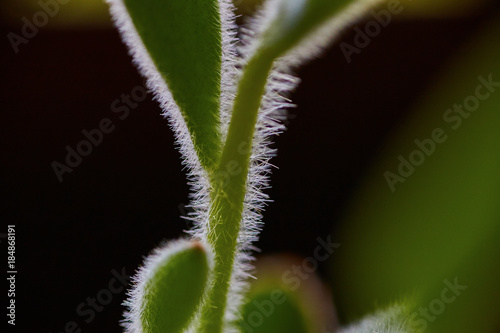 Succulent Plant Detail Macro