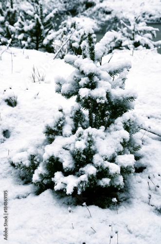 small Christmas tree covered with snow