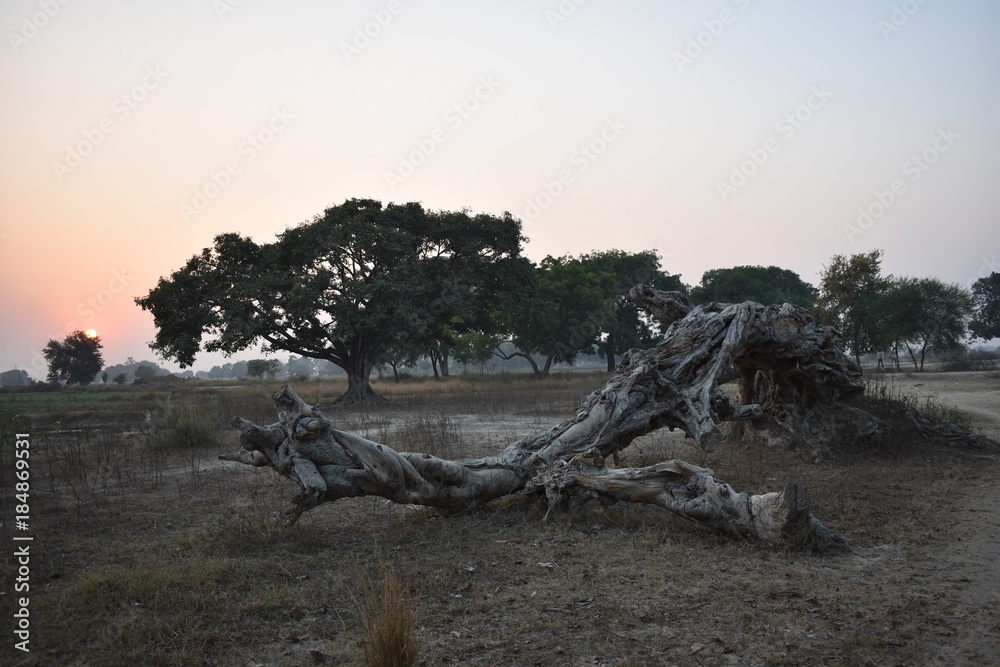 an ancient dry tree fallen in the ground