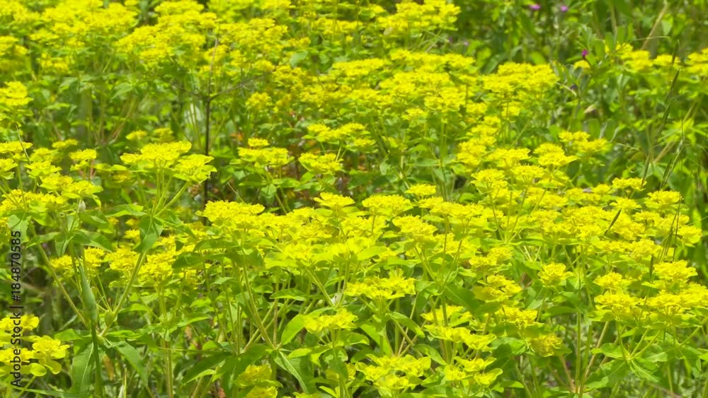 Closeup field of mustard plants Closeup field of mustard plants